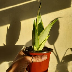 Snake Plant | Sansevieria Trifasciata 'Laurentii'  Cutting and Full Plant | plant cutting | JulioBooliosPlants