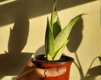 Snake Plant | Sansevieria Trifasciata 'Laurentii'  Cutting and Full Plant | plant cutting | JulioBooliosPlants