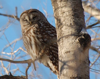 Barred Owl on Birch: Photograph of sleepy barred owl in woods of Vermont, Digital Download