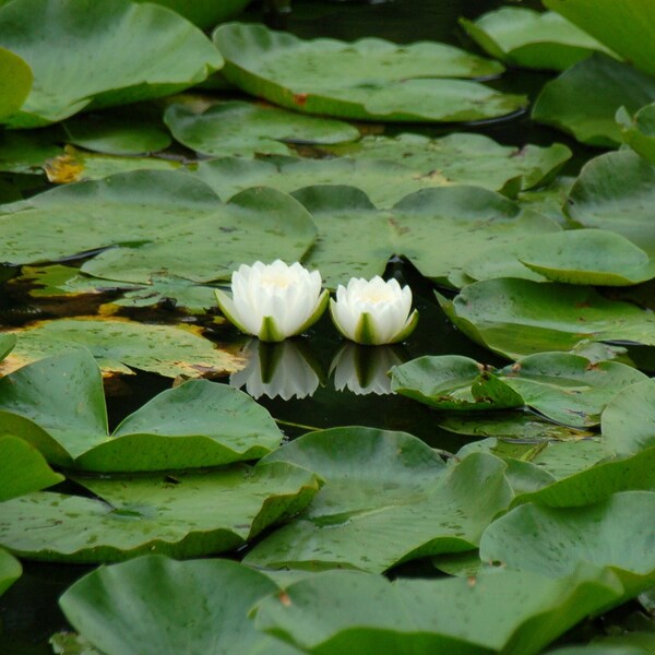 Water Lily Reflections: Water Lily Photograph, Digital Download