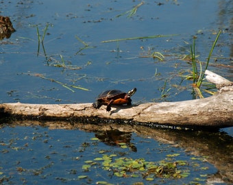 Turtle Sunning after Taking a Dip-Digital Download, Turtle, Animals in Vermont