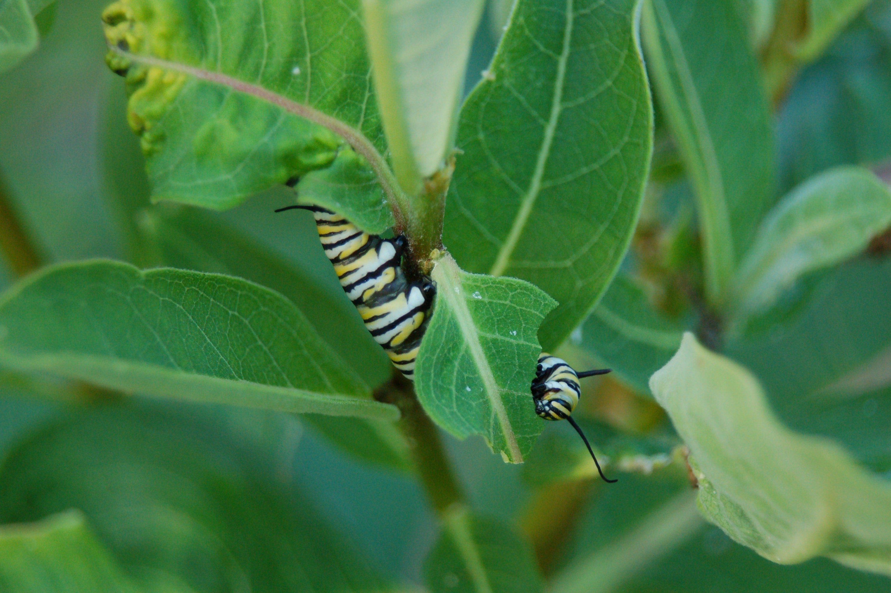 Live Insects for sale Only 2 left at 70