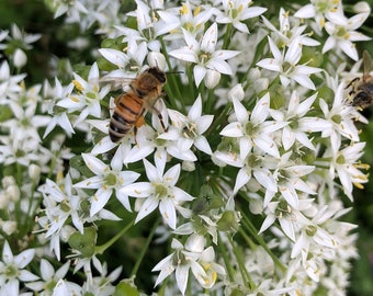 Allium tuberosum Chinese Garlic Chives 100 Seeds