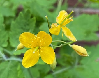 Chelidonium majus Tetterwort (20 seeds)