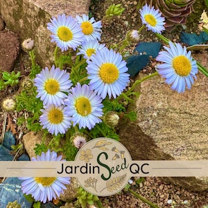 Könnte beinhalten: Nahaufnahme von hellblauen, gänseblümchenartigen Blumen mit gelben Zentren und grünem Laub. Die Blumen sind von Felsen und Grün umgeben. Das Bild enthält den Text "Jardin Seed QC" in einem kreisförmigen Logo.