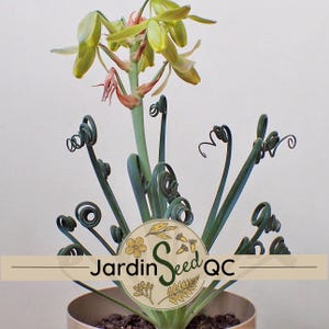 Albuca spiralis frizzle sizzle 30 sementes frescas