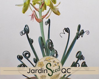 Albuca spiralis frizzle sizzle 30 fresh seeds