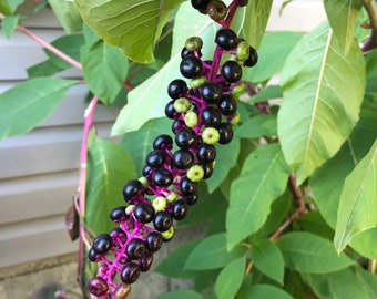 Poke Salad Pokeweed Dogs Phytolacca Americana Pokeweed (25 Graines)