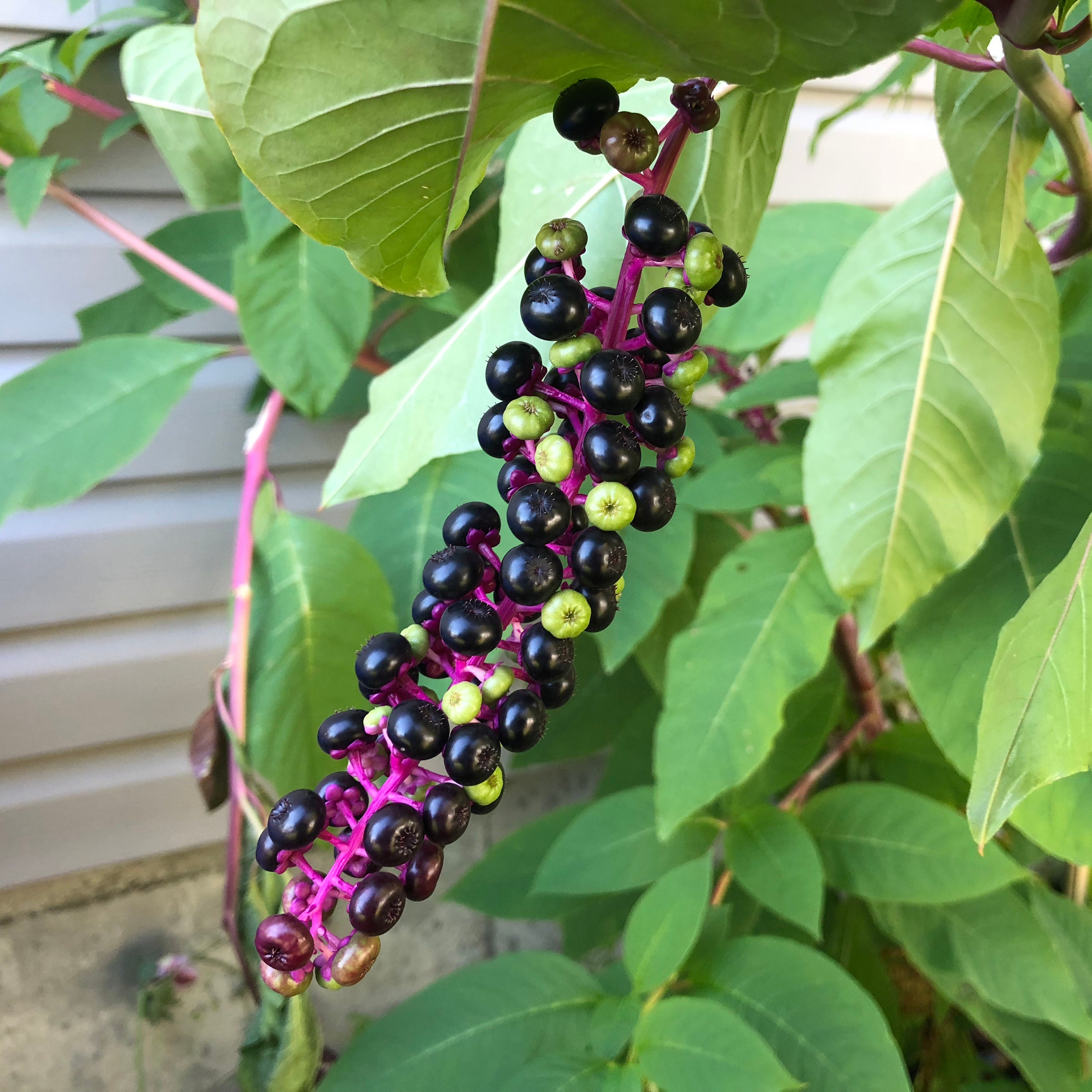 Poke Salad Is Pokeweed Poisonous To Dogs Pokeweed Seeds