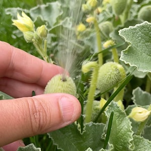 Squirting cucumber Ecballium elaterium 15 seeds Plant curiosity Fresh seeds image 1