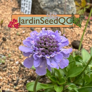 Scabiosa silenifolia 8 graines