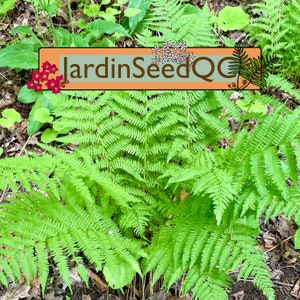 500 sporen zaden Noordelijke vrouwelijke varen Athyrium angustum