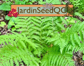 Northern lady fern, common lady fern (Athyrium filix-femina) 500 spores / seeds / graines