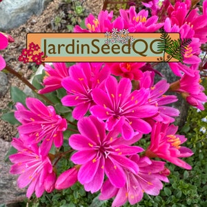 Lewisia cotyledon 12 seeds