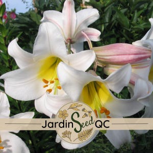 Regal lily Lilium regale 30 seeds