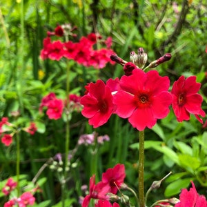 Primula japonica Primevère du Japon 30 graines