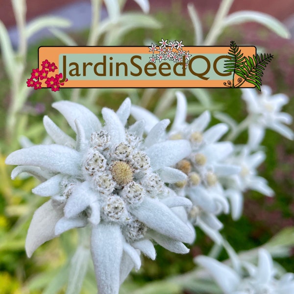 Leontopodium nivale Edelweiss Stella alpina dell'Appennino (50+ semi)