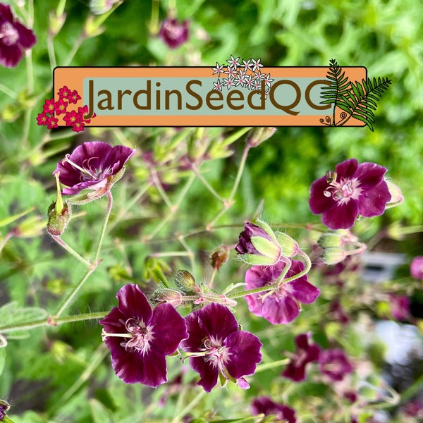 Dusky cranesbill  Geranium phaeum ( 5 seeds / graines ) rare !