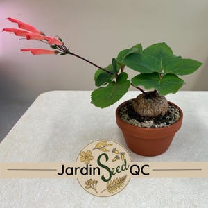 Sinningia iarae (30 semillas)