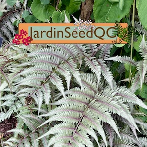 Athyrium niponicum Japans geschilderde varen (300 zaden/sporen)