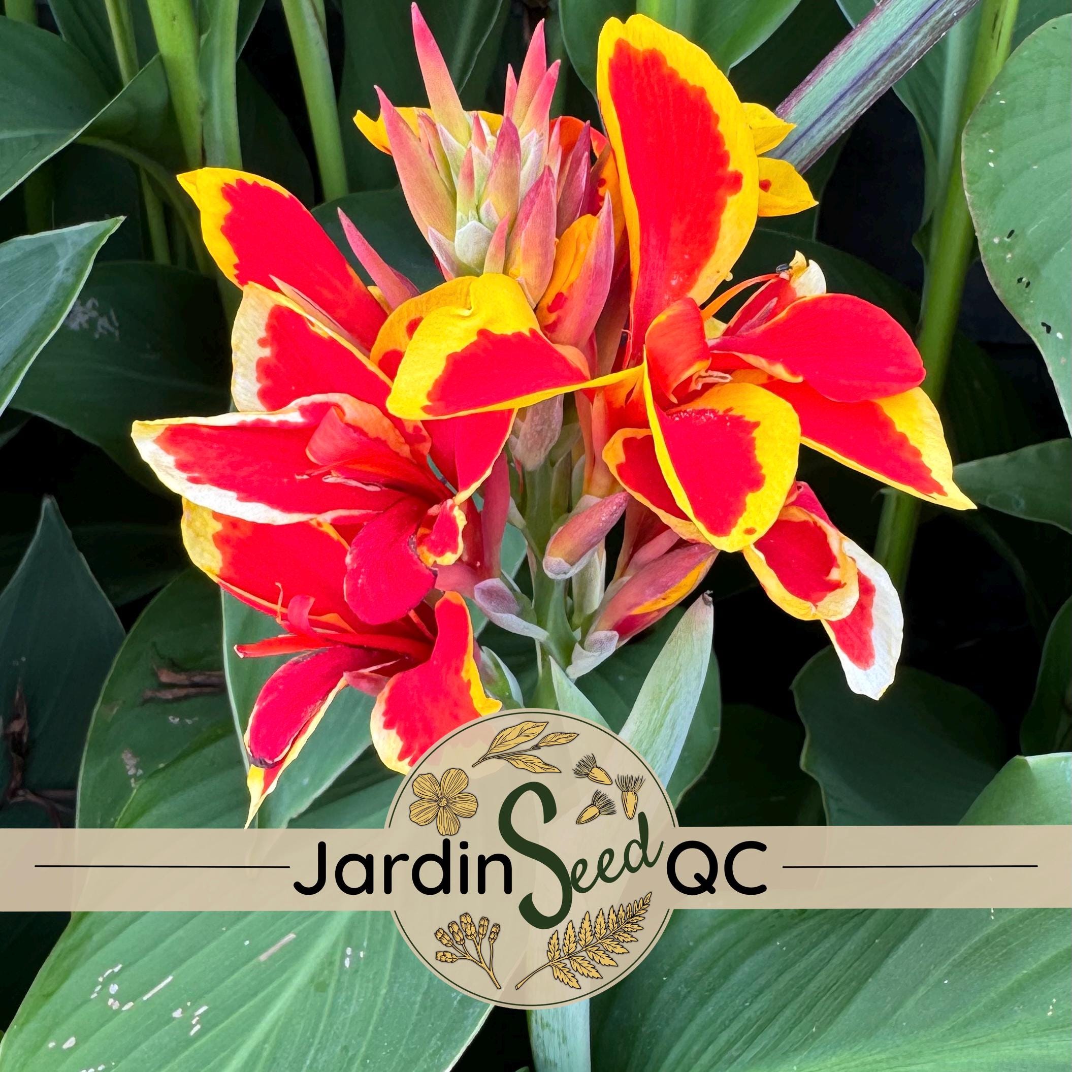 Canna bulbs - Etsy 日本