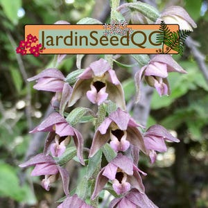 Epipactis helleborine 100 Samen Wilde Orchidee