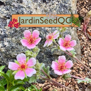Aquilegia canadensis - Eastern red columbine  (30 seeds)