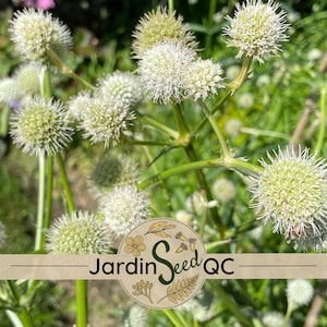 Eryngium yuccifolium (Eryngium de folhas de iúca) 30 sementes