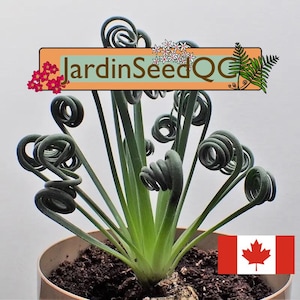 Albuca spiralis frizzle sizzle (15 seeds) Fresh seeds July 2024