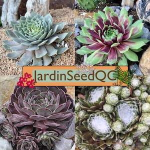 Sempervivum tectorum MIX (100 semillas) Siempreviva de los tejados