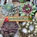 see more listings in the Alpine plant rock garden section