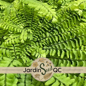 300 sporen, zaden van Adiantum pedatum, Venushaarvaren, Venushaarvaren