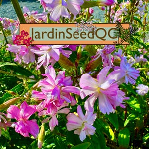 Saponaria officinalis 50 Samen Gewöhnliches Seifenkraut Seifenpflanze
