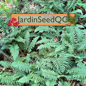 500 spores / seeds Polystichum acrostichoides Christmas fern