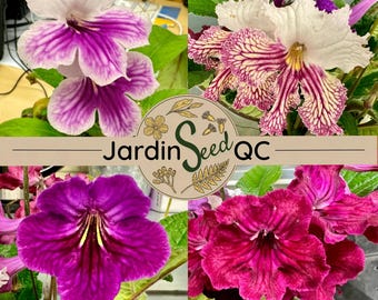 Streptocarpus hybridus (primula del Cabo) 50 semillas MEZCLA 2