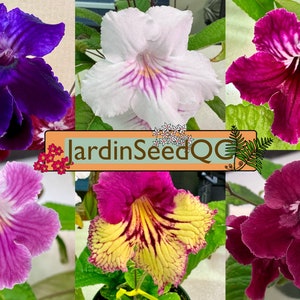 Streptocarpus hybridus Kapprimel 50 Samen