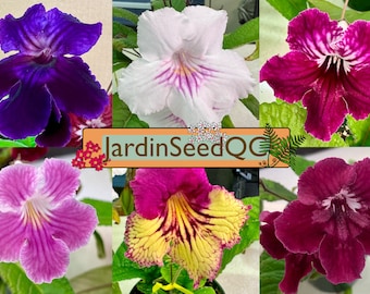 Streptocarpus hybridus Kapprimel 50 Samen