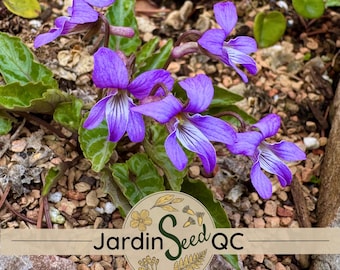 Viola violet selkirkii Violeta coreana 8 semillas ¡Rara! Ideal para bonsáis