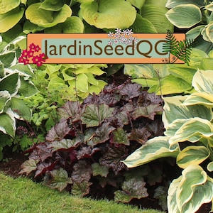 Heuchera villosa &#39;Palace Purple&#39; Coral Flower Bells (50 seeds )