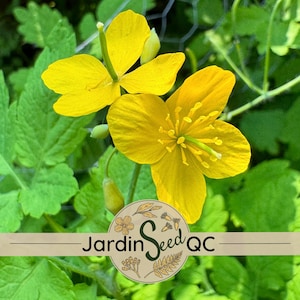 Chelidonium majus Tetterwort Grote Stinkende Gouwe 20 zaden