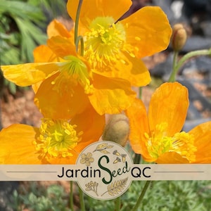 Papaver alpinum (amapola alpina) 15 semillas ¡Tolerante a la sequía!