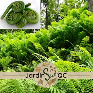 500 esporas Helecho avestruz Matteuccia struthiopteris pensylvanica Fiddlehead - Planta nativa de Quebec