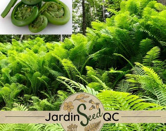 500 spores Ostrich Fern Matteuccia struthiopteris pensylvanica Fiddlehead - Native plant Quebec