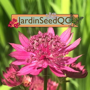 Astrantia major - Masterwort (20 seeds)