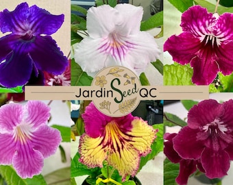 Streptocarpus hybridus Kapprimel 50 Samen