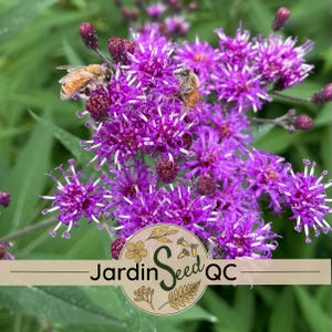 Vernonia gigantea Vernonie géante 50 graines