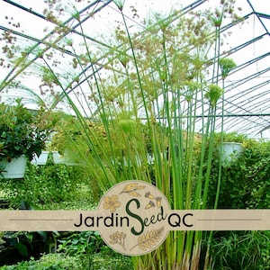 Papyrus plant - Etsy sterreich