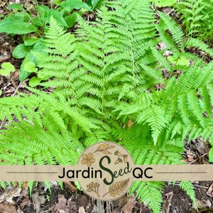 500 sporen zaden Noordelijke vrouwelijke varen Athyrium angustum