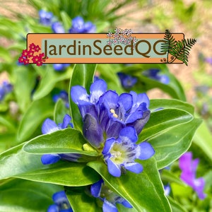 Gentiana cruciata - Cross gentian - (50 seeds)