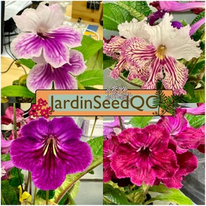 Streptocarpus hybridus Cape primrose 50 graines MIX 2